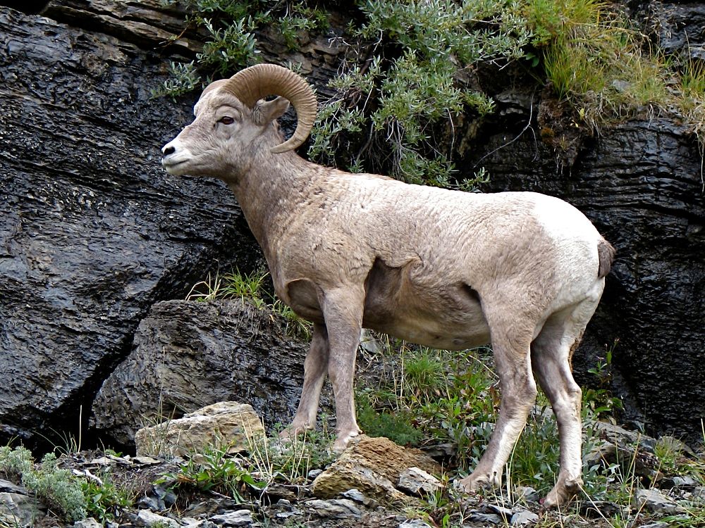 Big horn sheep. September 2004. Original public domain image from Flickr