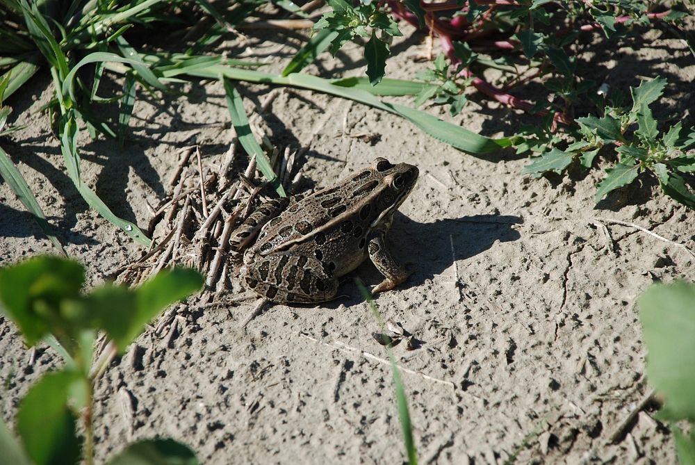 Northern Leopard Frog on the bank of the Milk River near Glasgow, MT. August 2011. Original public domain image from Flickr
