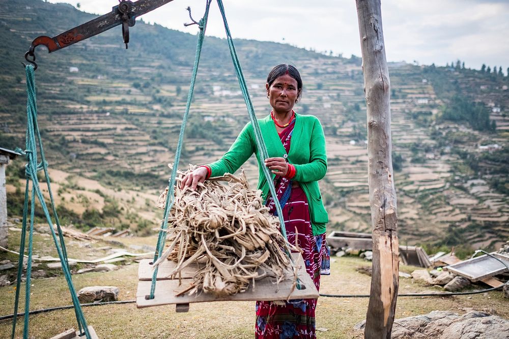 Nepalis woman collecting wood, Kailash, Bajhang District, Nepal, October 2017.