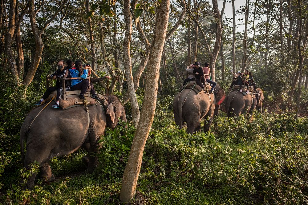 Elephant ride in forest, Sauraha, Chitwan District, Nepal, November 2017.