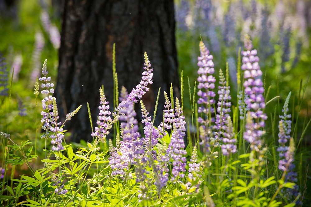 Lupine and other wildflowers and grasses grow in the forest understory the year after the Roaring Lion wildfire burned…