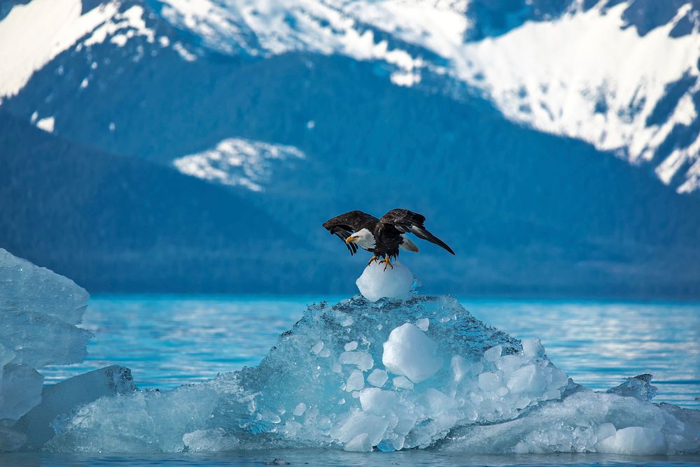 Stikine-LeConte Wilderness, Bald eagle taking off from iceberg, Petersburg Ranger District, Tongass National Forest.…