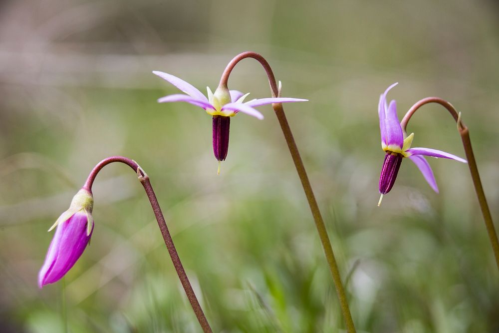 Slimpod Shooting Star (Dodecatheon Conjugens)
