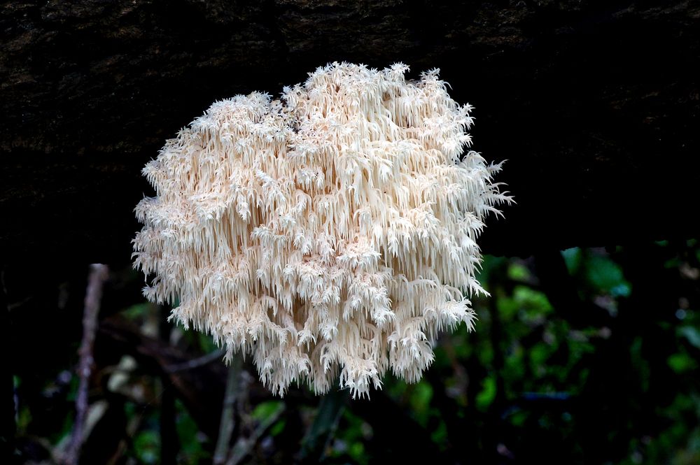 Hericium coralloides can be found as a solitary clump or in clustered clumps on dead hardwood logs and stumps, sometimes in…
