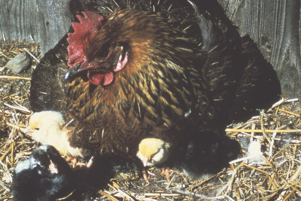 Chicken sitting on nest, brood. April 1979. Original public domain image from Flickr