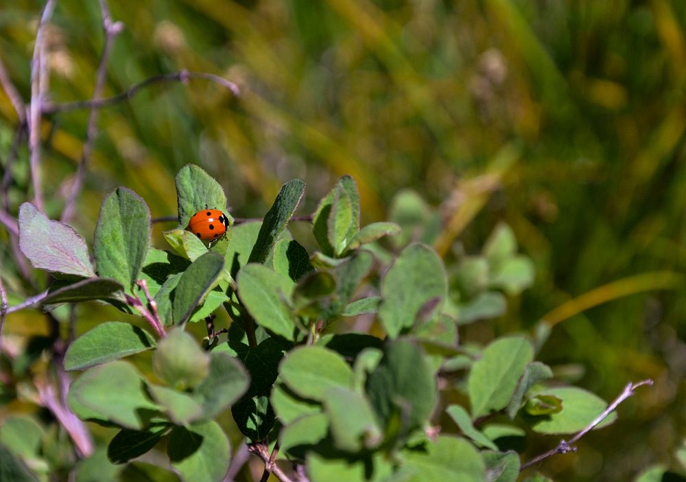 Lady bug. Bozeman, MT. June 2013. Original public domain image from Flickr