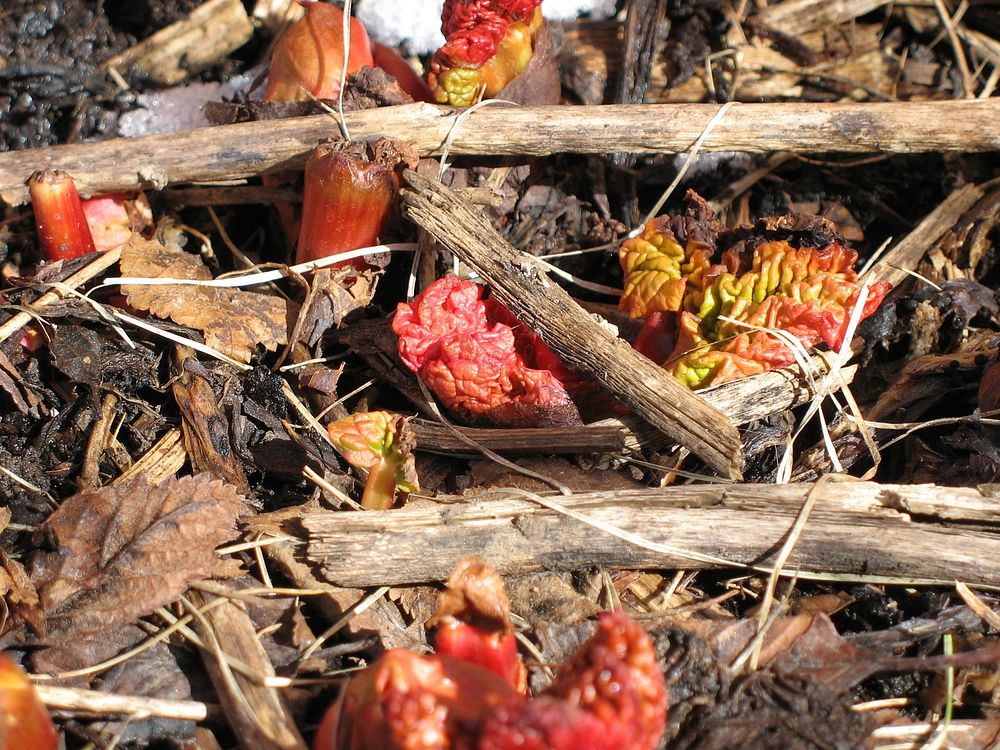 Rhubarb beginning to emerge in Bozeman, MT April 4, 2010. Original public domain image from Flickr