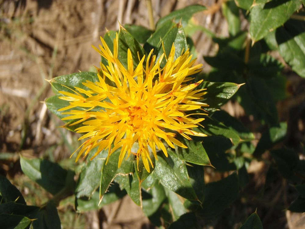 Safflower in Rosebud County, Montana. August 11, 2009. Original public domain image from Flickr