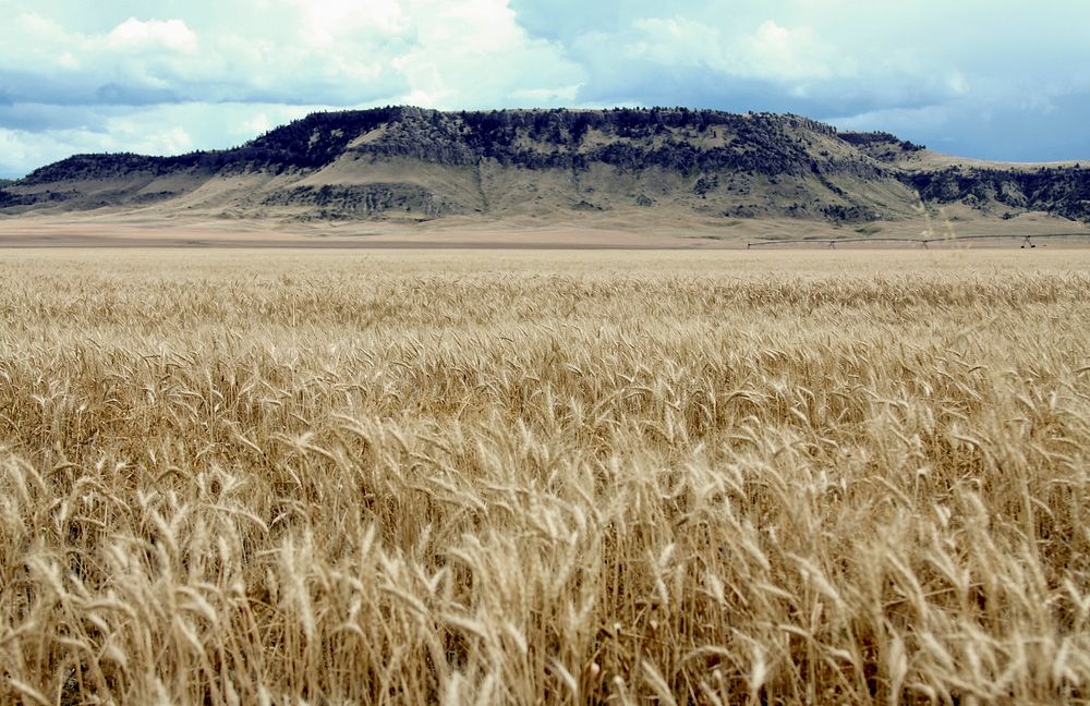 Winter wheat on a Chippewa Cree Tribal Farm. Rocky Boy Reservation, MT. August 2012. Original public domain image from Flickr