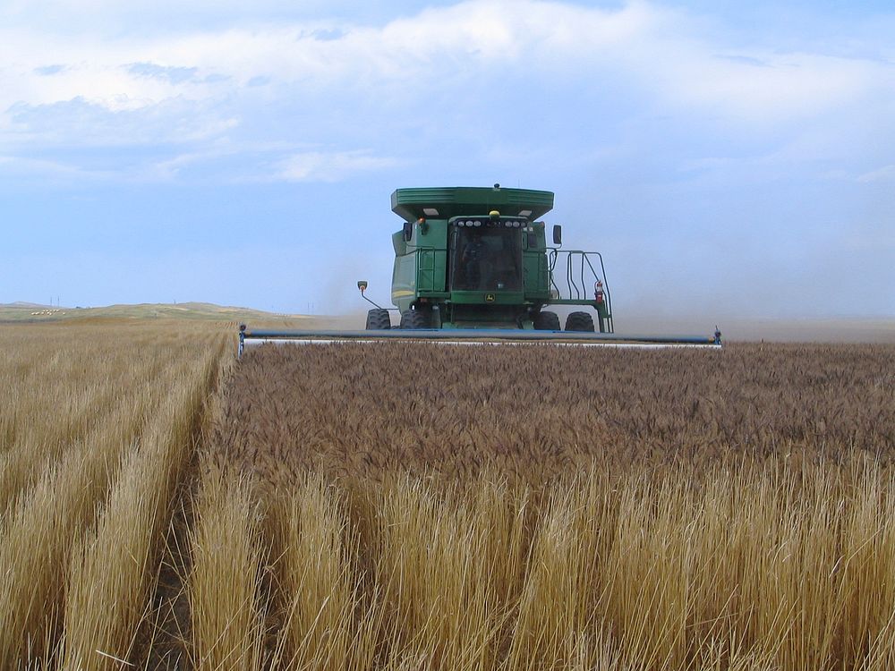 Harvesting winter wheat using a stripper header.