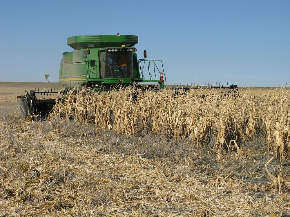 Dryland corn harvest northwest of Billings, MT in Yellowstone County, October 2013. Notice the amount of residue that is…