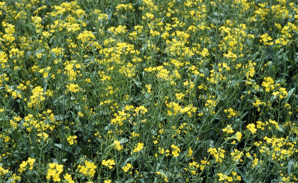 Irrigated crop of canola seeded with alflafa, Cal Smith's, Crops Tour August 1990. Original public domain image from Flickr