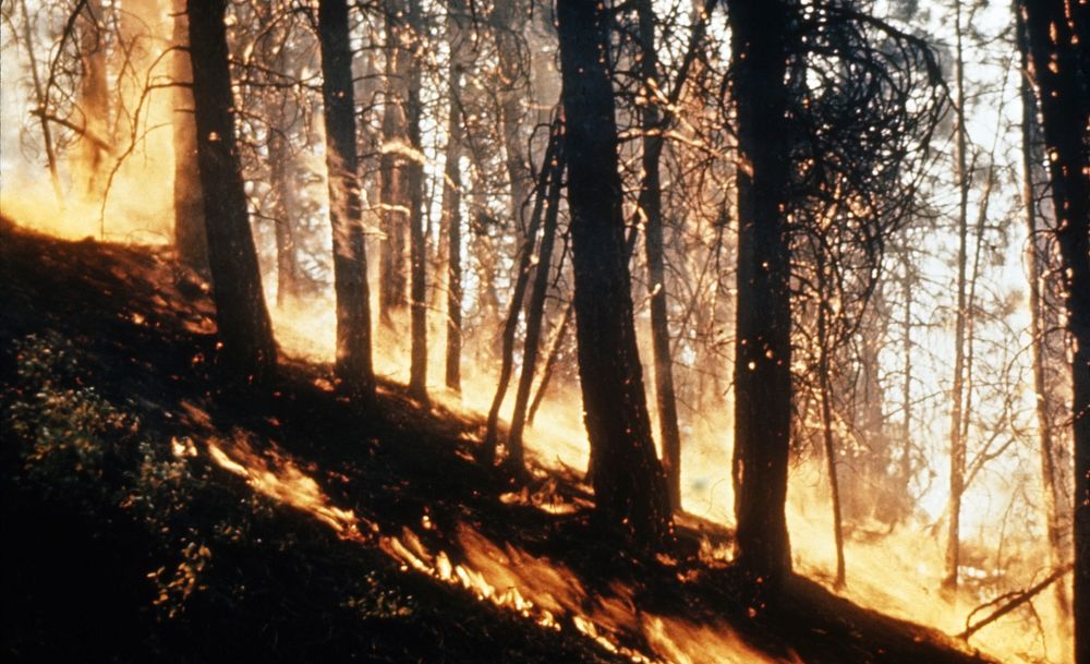 Forest fire. Original public domain image from Flickr