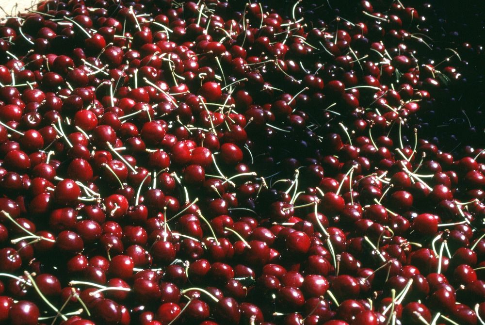 Flathead cherries. Original public domain image from Flickr