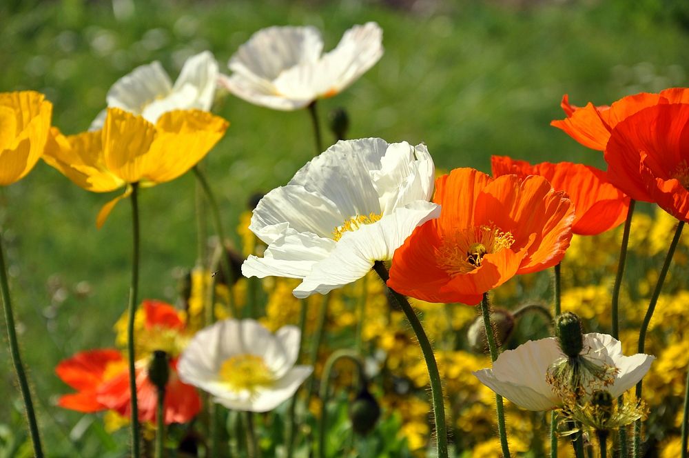 Jardin des plantes - Paris