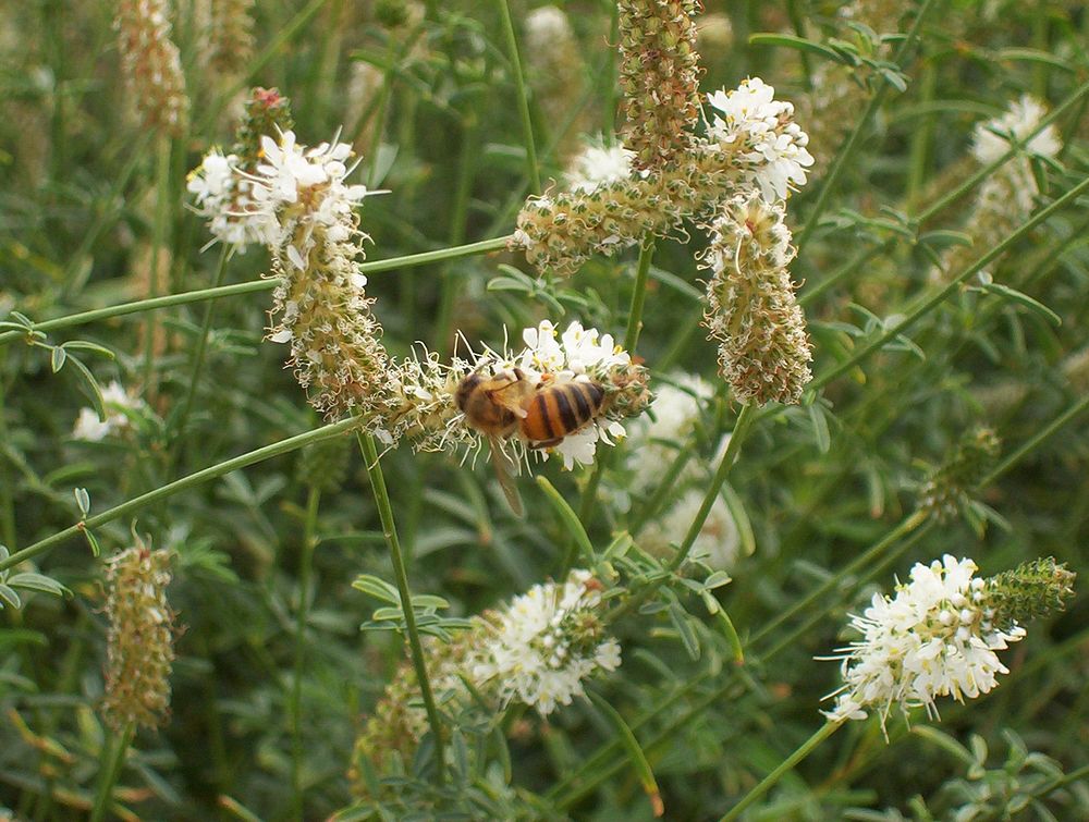 Honey bee on slender white prairie clover at Bridger Plant Materials Center. Summer 2007. Original public domain image from…