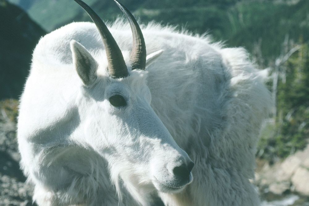 Close-up of mountain goat. Original public domain image from Flickr