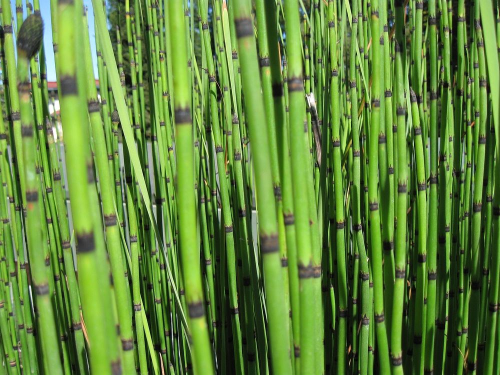 Bamboo closeup