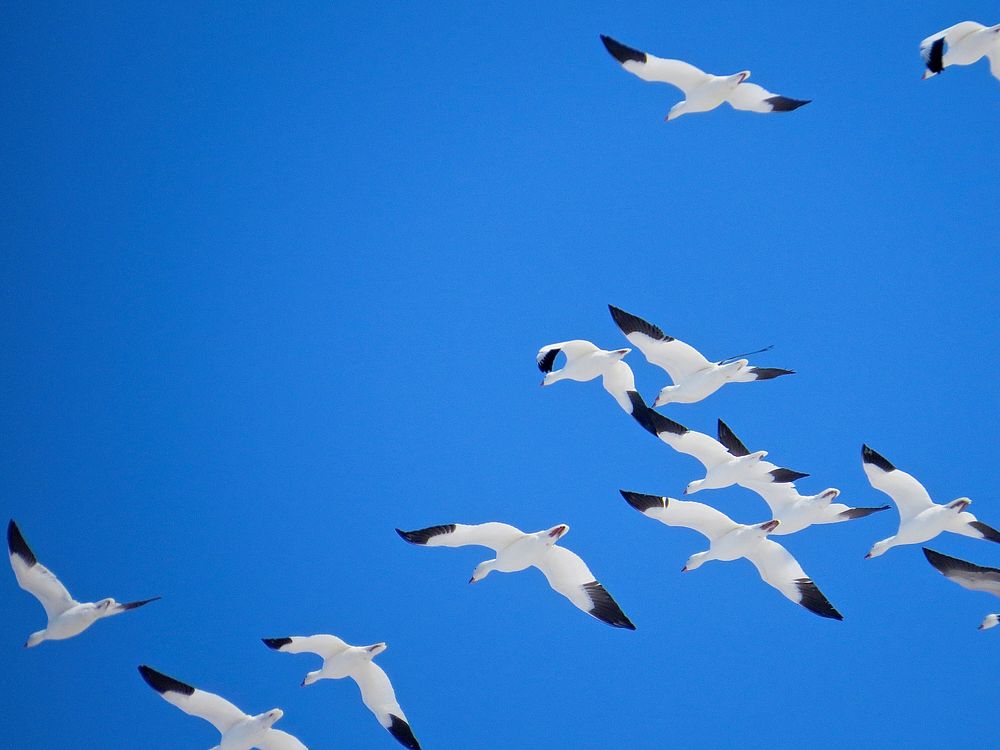 Migrating snow geese March 2014. Original public domain image from Flickr
