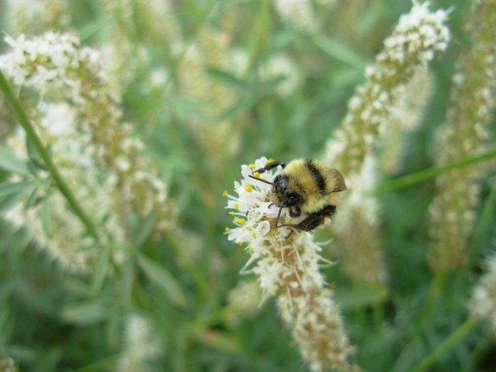 Bumble bee on Antelope Germplasm white prairie clover at Bridger PMC.August 2006. Original public domain image from Flickr