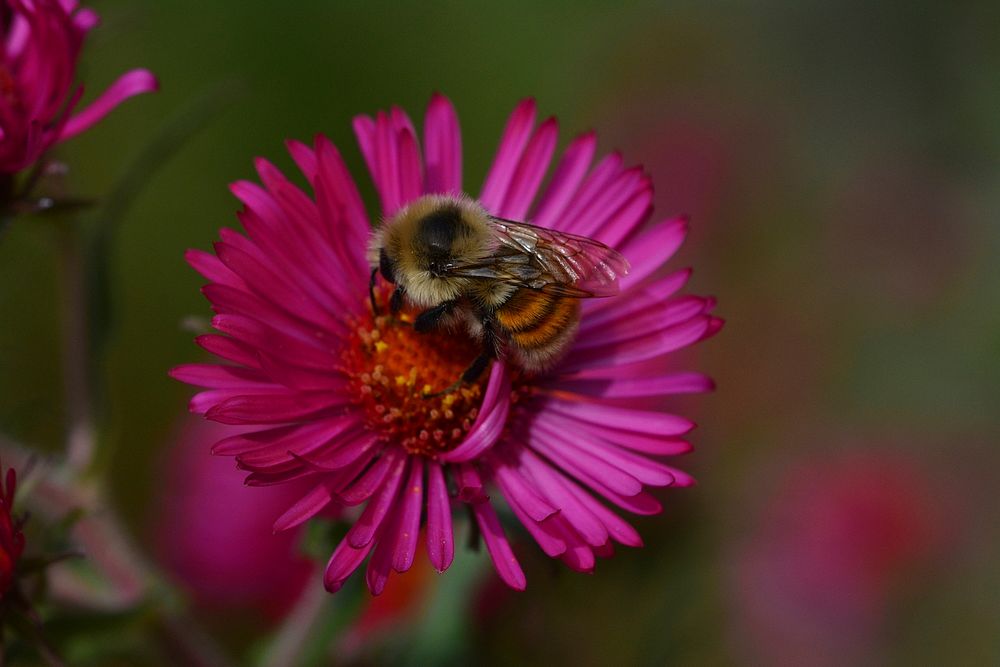 Bumble bee on daisy in Silver Bow Co. October 2014.. Original public domain image from Flickr