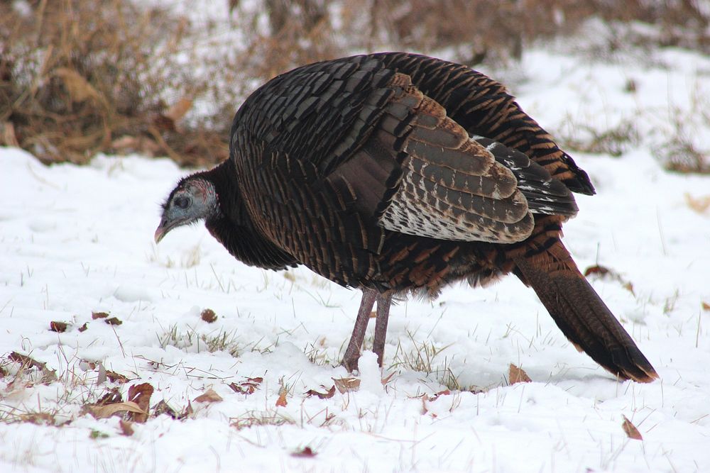 Wild Turkey in the SnowPhoto by Courtney Celley/USFWS. Original public domain image from Flickr