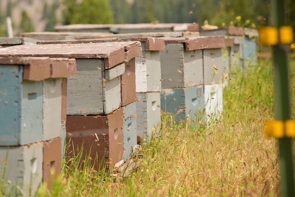 Kavita and Justin Bay own Rivulet Apiaries and Hindu Hillbilly Farms near Rivulet, Mont. NRCS worked with the Bays to combat…