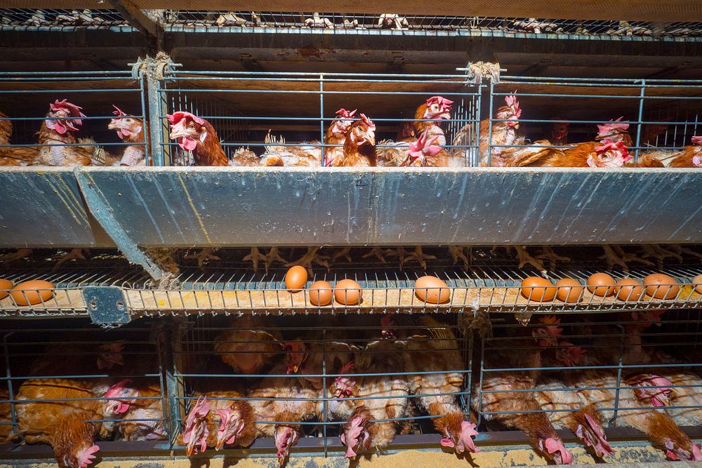 Janice Deynes operates the Granja Avicola Pujols, a layers eggs production in San Sebastian, PR as part of the Farm Service…