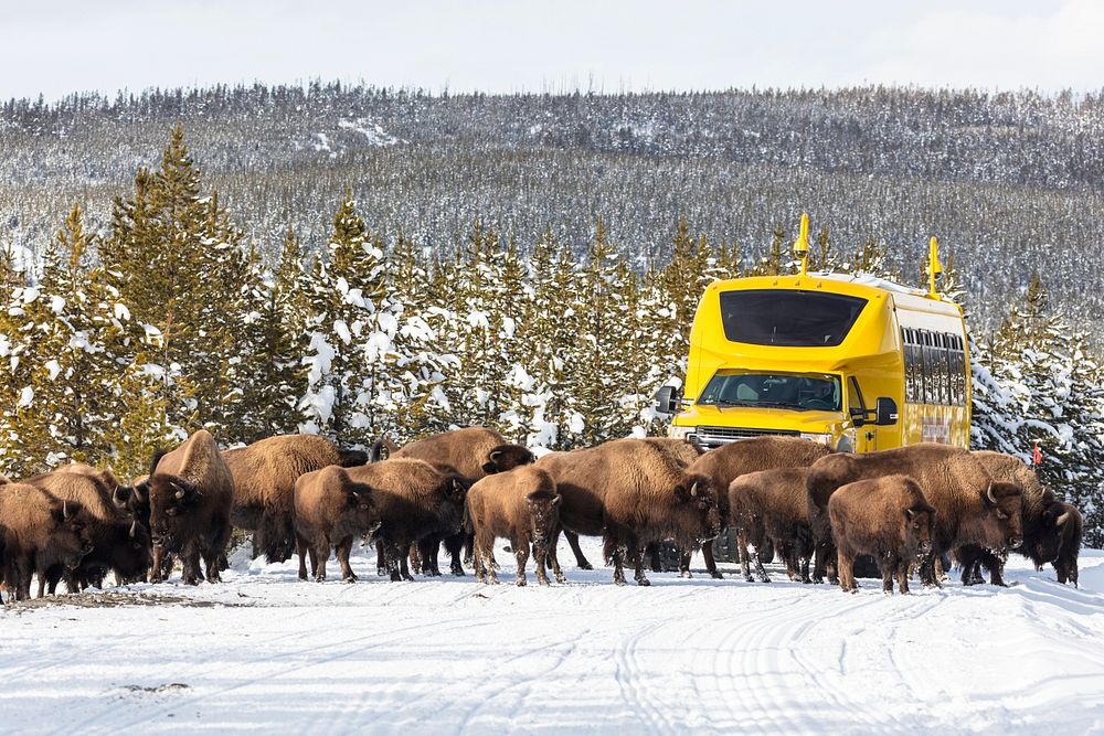 Bison in the road near Norris Geyser Basin Overlook by Jacob W. Frank. Original public domain image from Flickr