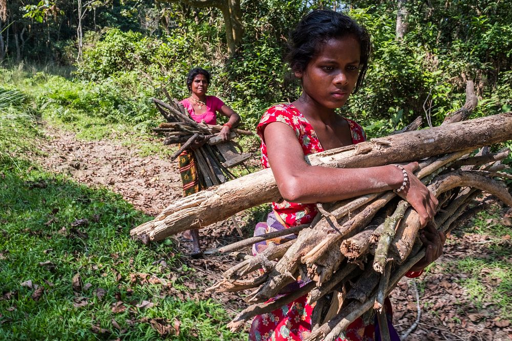 Young girl collecting wood. Sauraha, Chitwan District, Nepal. November 2017.