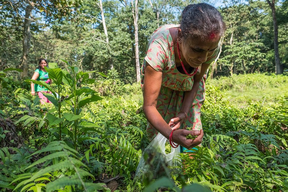 Musahar women collecting ferns, Sauraha, Chitwan District, Nepal, November 2017.