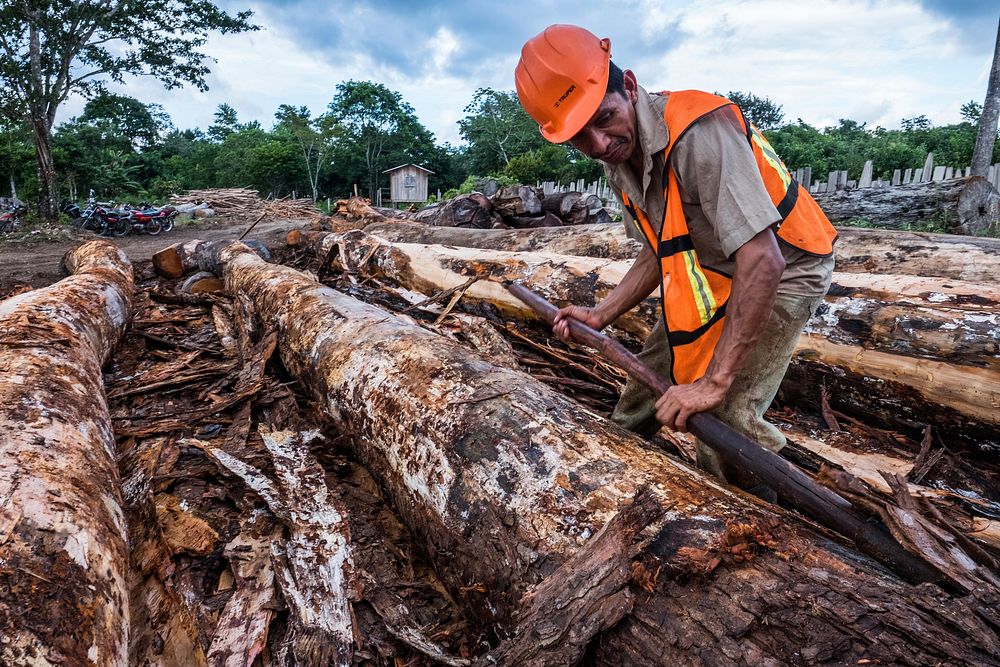 Cutting mahogany wood in Carmelita, Guatemala, December 2017.