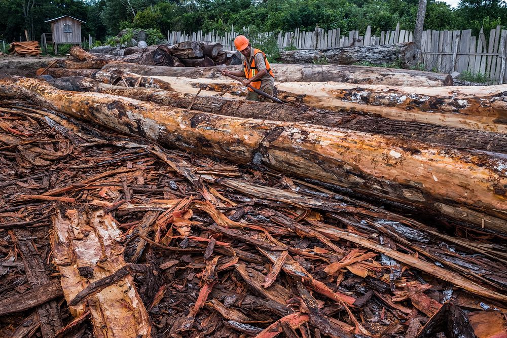 Person cutting mahogany wood in Carmelita, Guatemala, December 2017.