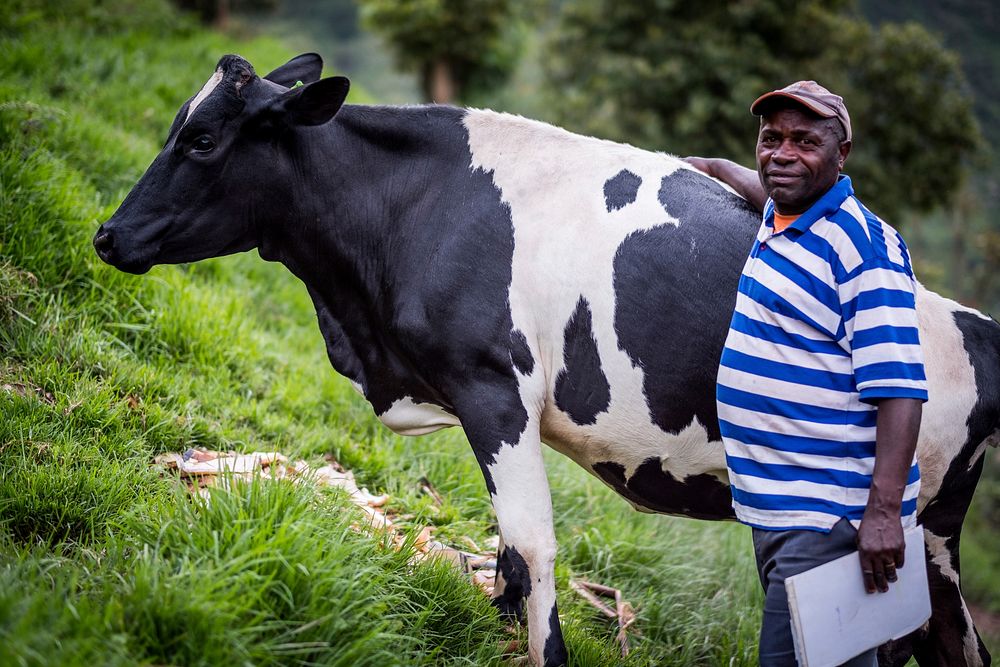 African man and cow, Nkuringo, Uganda, September 2017.