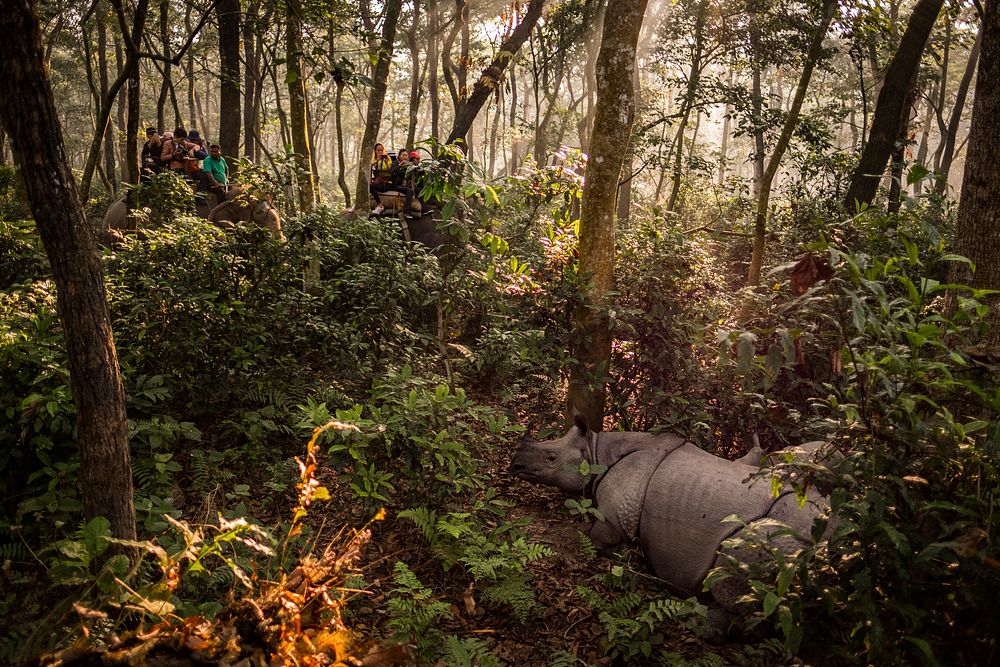 People on elephant back viewing Rhinoceros in forest, Sauraha, Chitwan District, Nepal, November 2017.