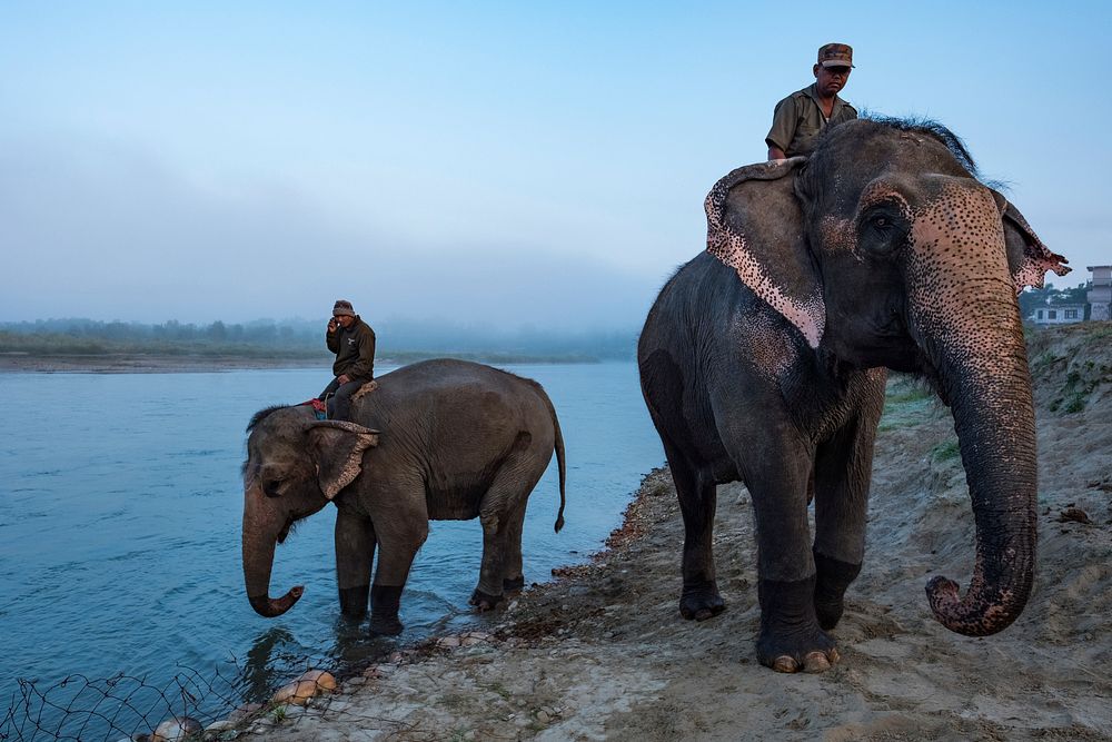 Elephants bathe in river. Sauraha, Chitwan District, Nepal, November 2017.