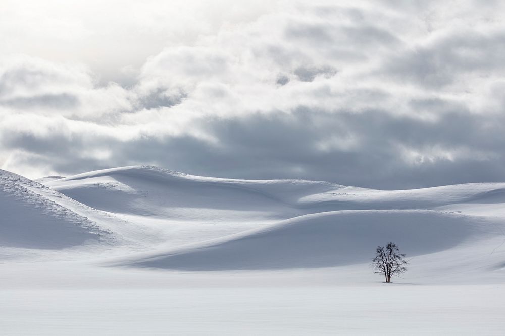 Shades of white in Hayden Valley. Original public domain image from Flickr