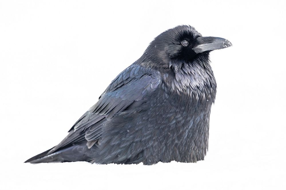 Raven bedded in the snow. Original public domain image from Flickr