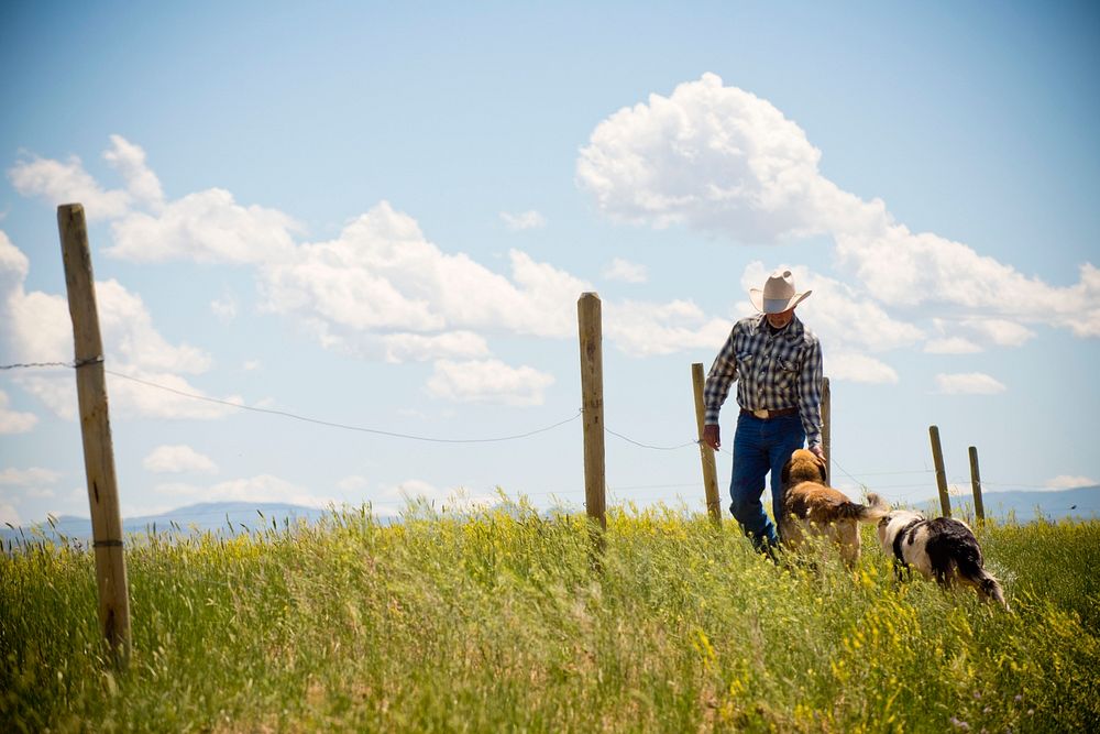 Dennis Kleinjan, rancher near Chinook, Mont., uses electric fence to divide his place into different pastures to rotate his…