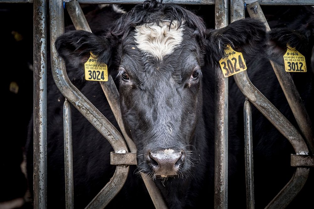 Holstein cows feed on the Reinford Farms outside of Mifflintown, Pennsylvania, January 24, 2018.USDA Photo by Preston Keres.…
