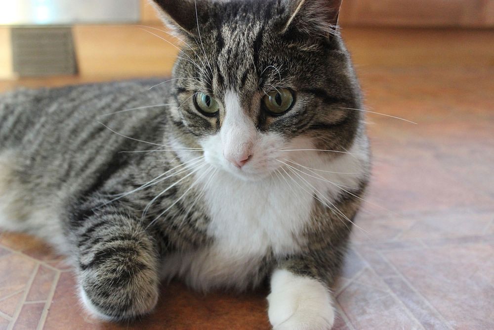 Grey shorthair cat lying on wooden floor. Original image from Flickr
