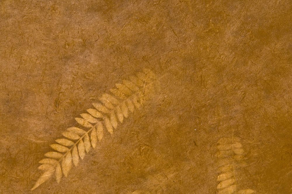Leaf on brown paper. Free public domain CC0 photo.