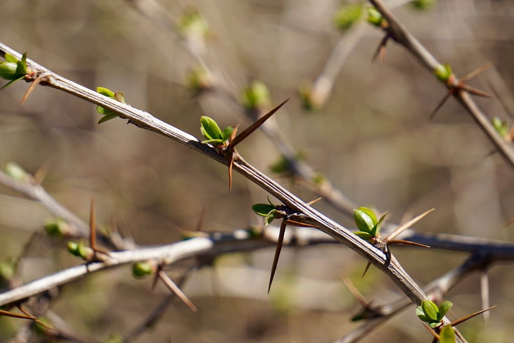 Berry branch thorns. Free public domain CC0 photo.