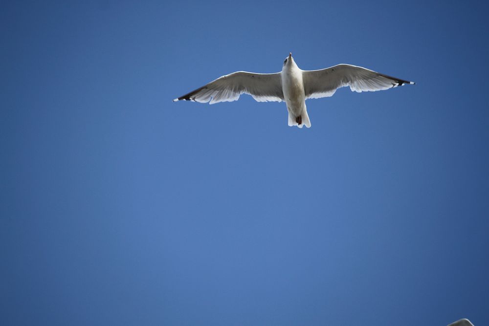 Flying seagull close up. Free public domain CC0 photo.