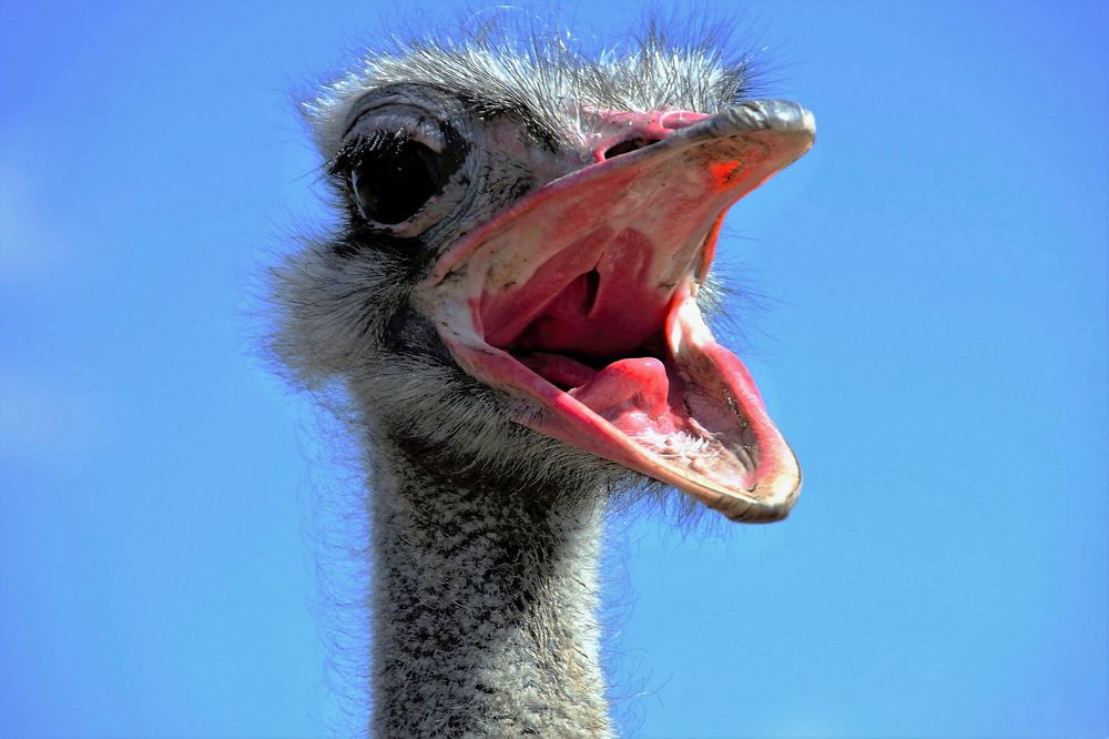 Ostrich. Free public domain CC0 image.