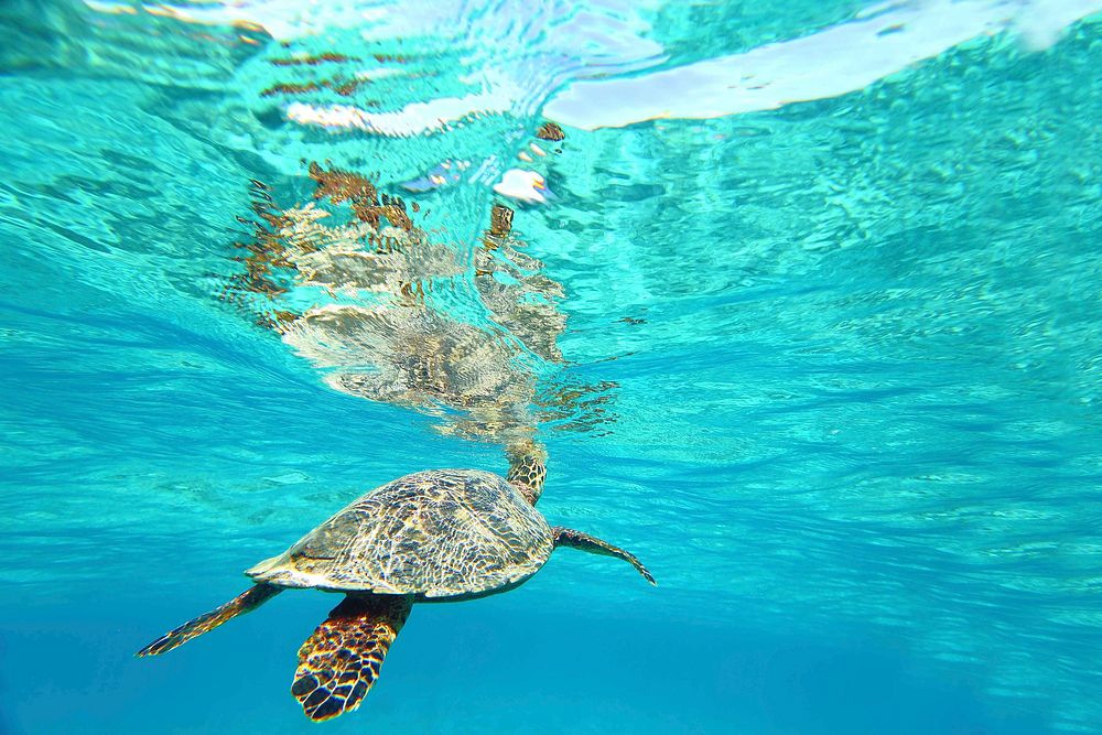 Green sea turtle swimming underwater. Free public domain CC0 image.