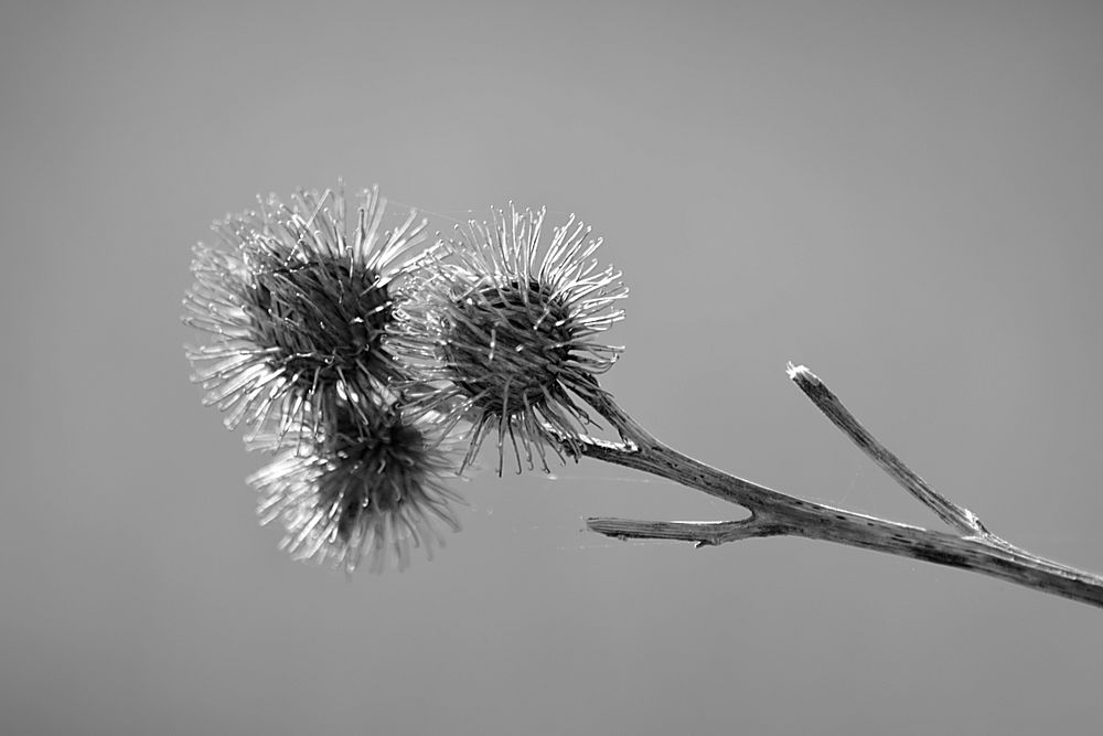 Great globe-thistle background. Free public domain CC0 photo.