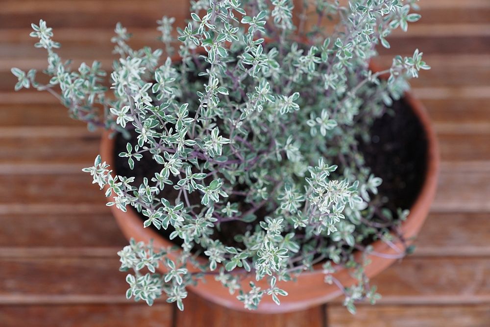 Thyme aerial view. Free public domain CC0 photo.