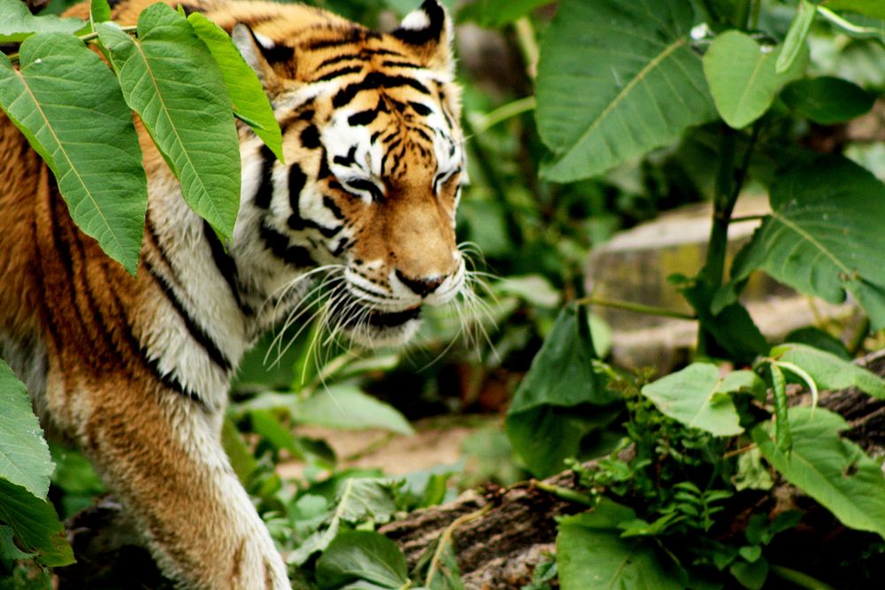 Tiger, wildlife image. Free public domain CC0 photo.