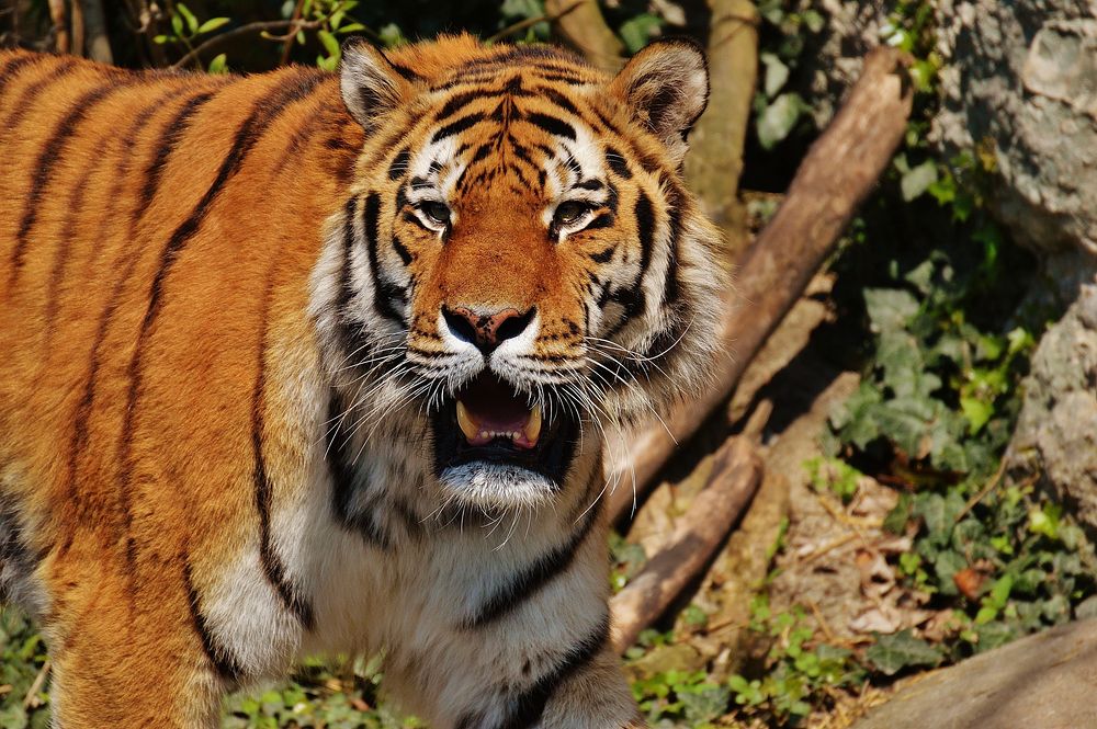 Tiger roaring image. Free public domain CC0 photo.